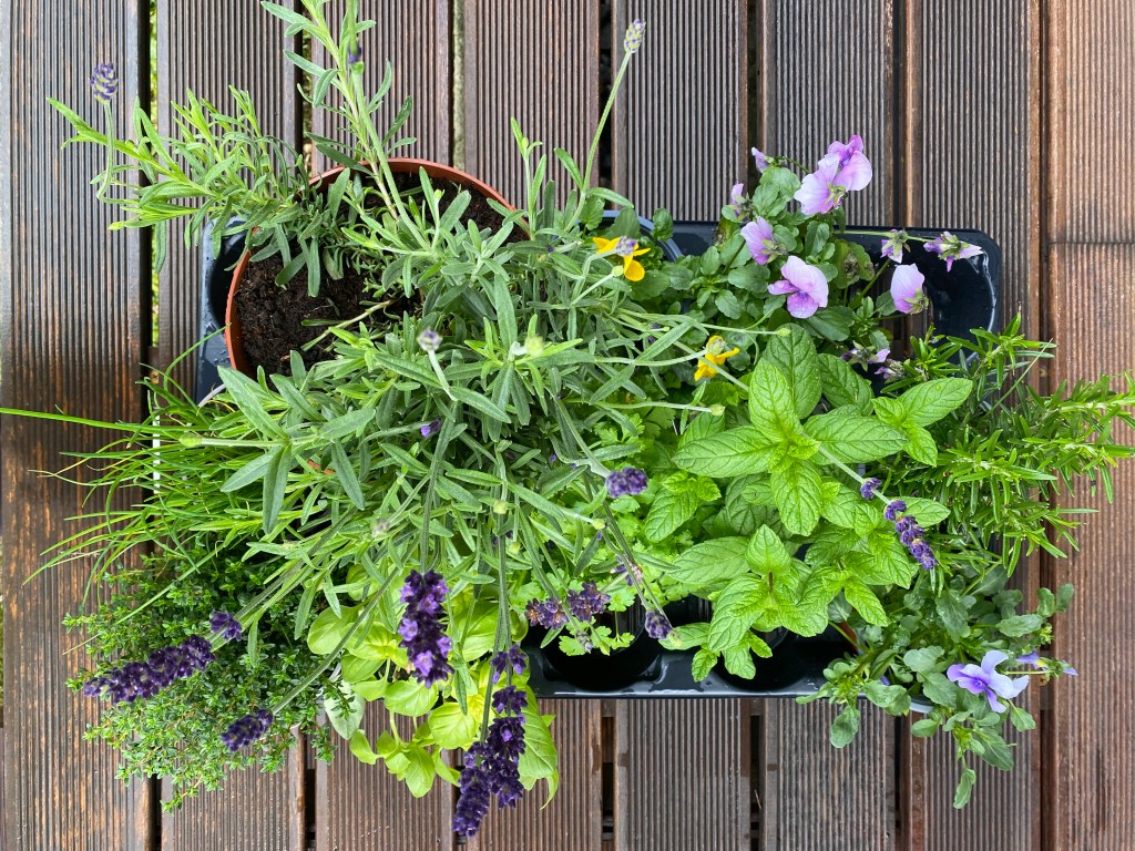 Como plantar e distribuir ervas aromáticas por um&nbsp;canteiro