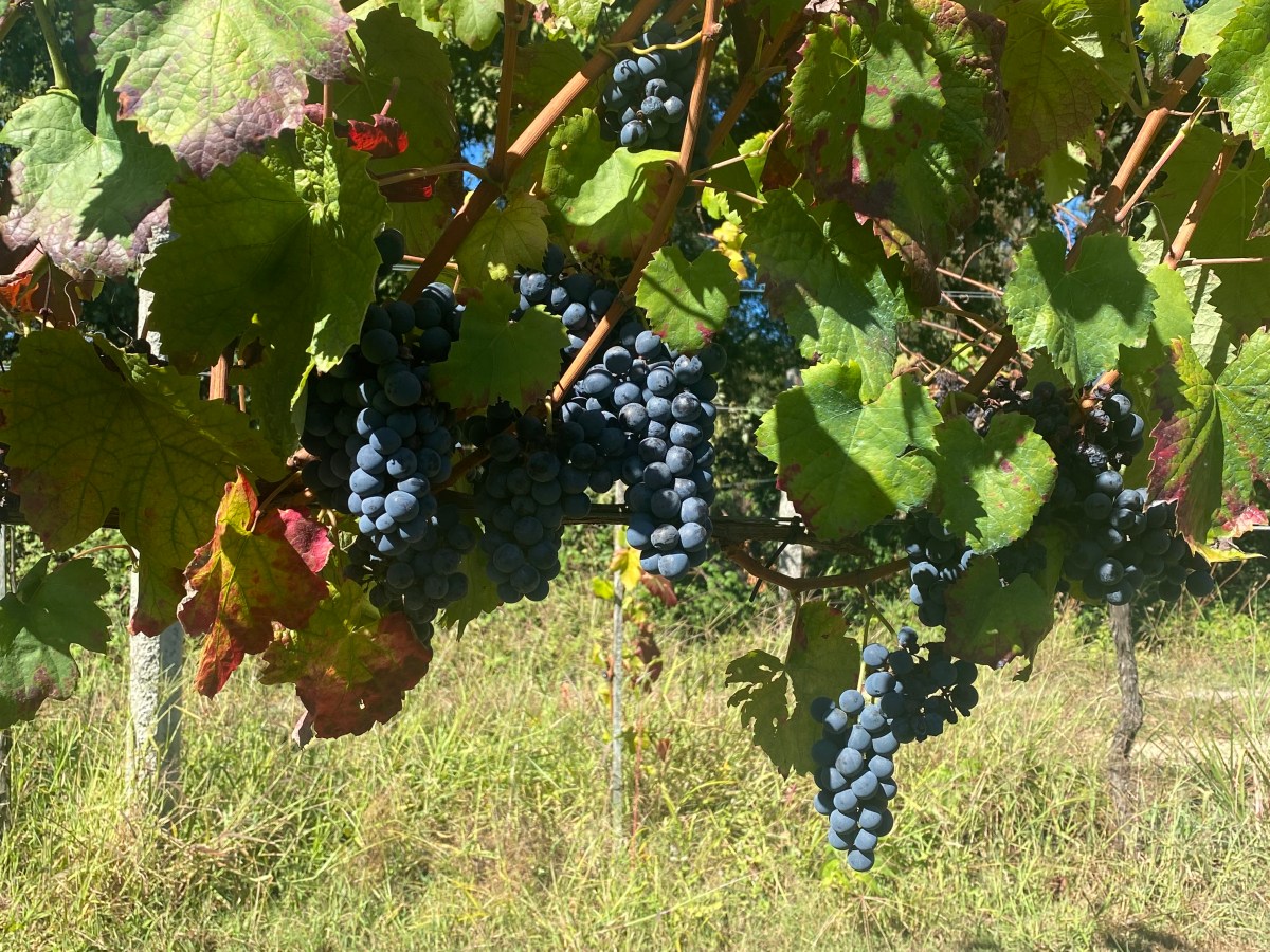 Curiosidades sobre a história do&nbsp;vinho