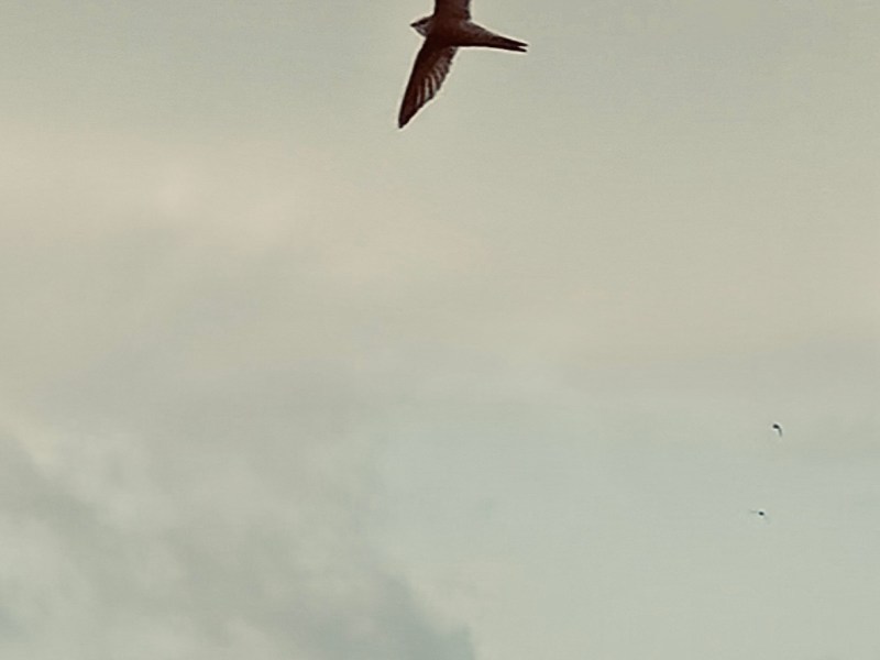 A fascinante odisseia do andorinhão-preto